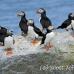 puffin_atlantic_msi_h_1453_can1074.jpg